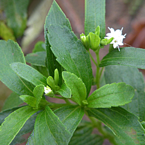 Stevia Rebaudianum <span class=keywords><strong>Bertoni</strong></span> Cas 91722-21-3 Extracto edulcorante de crisantemo Stevia Rebaudiana - Product Image 2