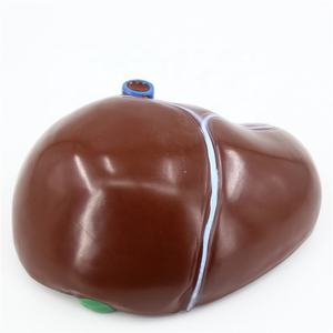 Modelo Anatómico de Hígado Humano Ampliado de Plástico para Enseñanza Médica - Product Image 6