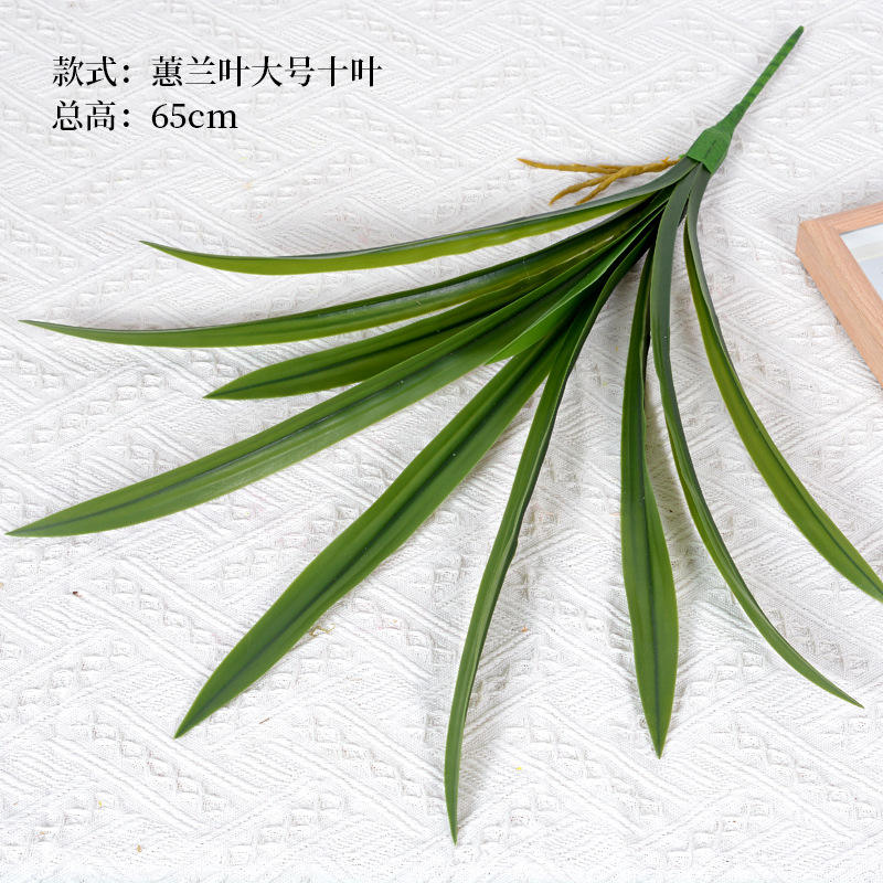 Cymbidium feuilles grande taille dix feuilles