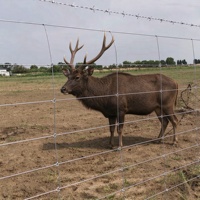 Grillage tissé galvanisé pour clôture de champ agricole, avec nœuds fixes articulés, pour bétail, cerfs, chevaux, moutons et animaux d'élevage, vente en gros