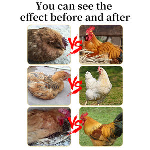 Superventas 100g Aditivos para piensos para pollos Aminoácidos de grado alimenticio <span class=keywords><strong>1</strong></span>:500 Aditivos para aves de corral Aumentan el crecimiento rápido Ganancia de peso para pollos de engorde - Product Image 6