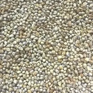 Millet vert de haute qualité pour l'alimentation du bétail, 100% naturel, grains entiers pour la cuisson, la pâtisserie, le stockage à sec, Agistin Biotech Private Limited - Product Image 1