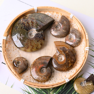 หินคริสตัลบำบัด แอมโมไนต์ ฟอสซิลแร่ธาตุตัวอย่างต่างๆ ฟอสซิลหอยสังข์ สำหรับตกแต่งบ้าน ขายส่ง - Product Image 1