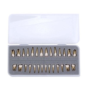 Modelo de Dientes Estándar de 28 Piezas para Enseñanza Dental, Comunicación con Pacientes, Educación y Herramientas Clínicas, Venta al Por Mayor de Fábrica - Product Image 6