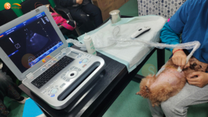 SUN-906B 15 inch draagbare echografiemachine Professionele veterinaire software Kleur <span class=keywords><strong>Doppler</strong></span>-scanner - Product Image 3