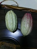 Machine à poinçonner des haricots de cacao frais, pour garder et fabriquer les aliments