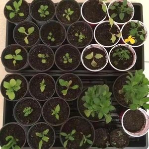 10-pcs 20 "x 10" vườn ươm Khay trong nhà làm vườn hạt giống Starter cây giống nhựa PE thủy canh đất không có - Product Image 2