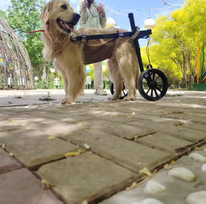 Chariot de Mobilité Réglable pour Animaux de Compagnie, Fauteuil Roulant de Soutien des Pattes Arrière pour Chiens, Aide à la Marche et à l'Entraînement, Cadre en Maille Beige - Product Image 4