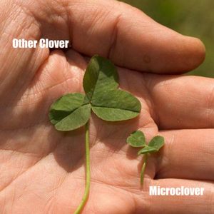 Micro Trèfle Naturel 500 g <span class=keywords><strong>Blanc</strong></span> Pur Pelouse Herbe <span class=keywords><strong>Jardin</strong></span> Sac de Semis Kit de Plantes Premium Herbe <span class=keywords><strong>Jardin</strong></span> Truies pour la Plantation pour l'Utilisation du Sol - Product Image 4
