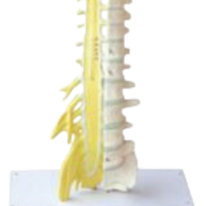 แบบจำลองทางวิทยาศาสตร์การแพทย์ ADA - แบบจำลองกระดูกสันหลังและเส้นประสาท พร้อมระบบควบคุมม่านตาด้วยไฟฟ้า (ควบคุมแสง) รุ่น A2128/A2132 เซี่ยงไฮ้ - Product Image 4