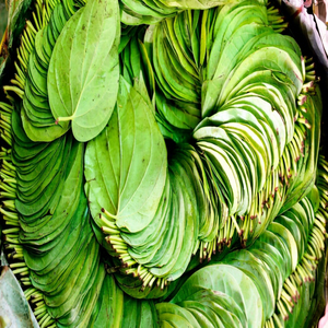 Suministro Global de Hojas de Betel Frescas, Hojas de Paan Naturales, Hojas de Betel Verdes Frescas - Product Image 1