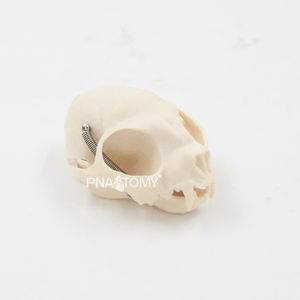 Cráneo de Gato, Esqueleto de Gato, Herramienta Anatómica de Tamaño Real, Equipo Educativo, Anatomía de Mandíbula y Dientes de Gato - Product Image 4