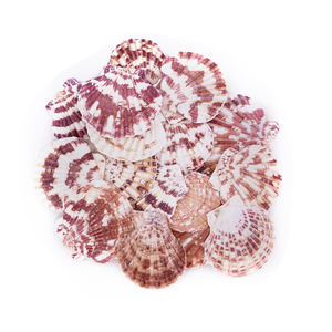 Cada concha se forma de forma natural, 300g, objetos decorativos, vieiras con conchas florales. - Product Image 2