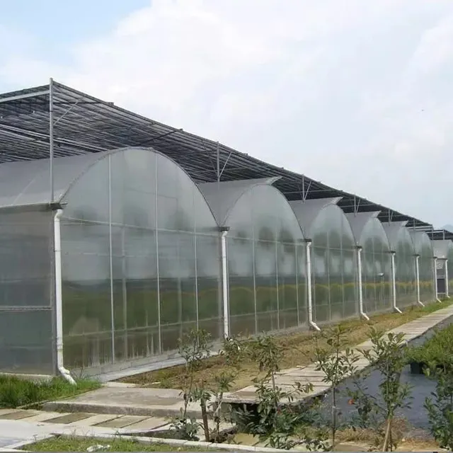 Murah pertanian terowongan polikarbonat otomatis kaca plastik gelap hidroponik cahaya deprivation rumah kaca tomat