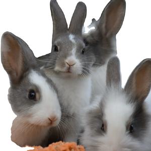 Conejos congelados puros y llenos de nutrientes para mascotas Carnívoras - Product Image 5