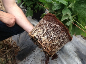 Cocopeat Block Coir <span class=keywords><strong>Pith</strong></span> Powder Dừa Than Bùn Để Trồng Hoa Cà Chua Dâu Tây Với Giá Tốt Nhất-Bà Mira - Product Image 4