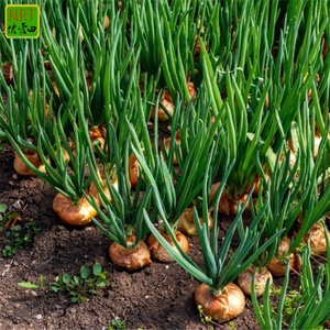 Cebolla fresca amarilla/roja de 6-8cm al por mayor con buen precio 2024 Cultivo más nuevo Exportación de cebolla fresca de alta calidad con HACCP & ISO9001 & GAP - Product Image 5