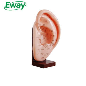 Tıbbi bilim TCM akupunktur uygulama modeli kulak akupunktur modeli 22CM öğretim amaçlı - Product Image 1