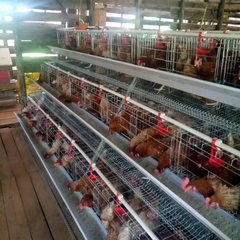 Sangkar Baterai Ayam Lapisan Bingkai untuk Peternakan Unggas