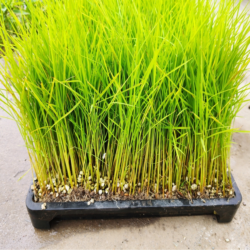 UPuper Plant Diy Rock Wool Fiber