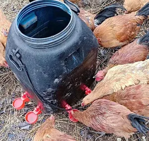 Attrezzatura per l'allevamento di pollame alimentatore automatico per polli ciotola per acqua tazza per acqua potabile