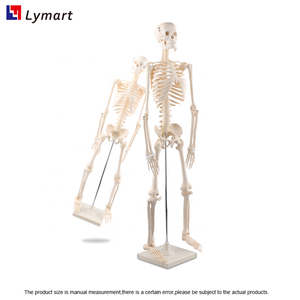 Educación de anatomía ósea 85cm modelo de <span class=keywords><strong>esqueleto</strong></span> humano anatómico de plástico - Product Image 4