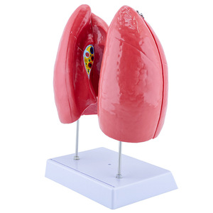 Modelo de anatomía del pulmón humano, material didáctico del sistema respiratorio, laringe, corazón, pulmones, segmentos pulmonares codificados por colores, estructura pulmonar - Product Image 1