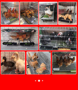 Jaula para pollos <span class=keywords><strong>de</strong></span> engorde para granja <span class=keywords><strong>de</strong></span> aves <span class=keywords><strong>de</strong></span> corral plegable para poner <span class=keywords><strong>huevos</strong></span> en el hogar a la <span class=keywords><strong>venta</strong></span> - Product Image 1