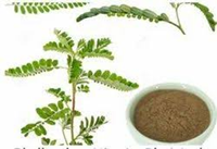 Extrait sec de Phyllanthus Niruri Bhuiamla de qualité supérieure, poudre naturelle d'ingrédient botanique à base de plantes pour le bien-être et les compléments nutritionnels