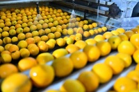 Productielijn voor mango- en ananassap/fruitsapverwerkingslijn