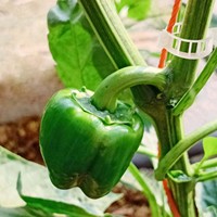 Clips Pour Tomates De jardin Clips Tomate Pour La Culture De Tomates Sous Serre