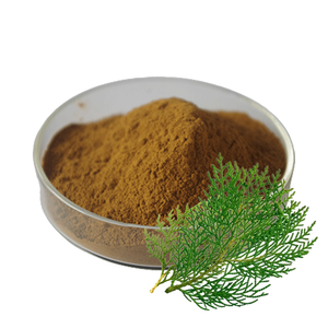 Platycladus orientalis สารสกัดจากใบ arborvitae สารสกัดจากใบ - Product Image 1