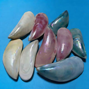 Bunte Blaumeeresmuschel Natürliche Muschel Meeresmuschel Moderne Kunst Aquarium Landschaftsgestaltung Dekoration Fotografie Sammlerstück - Product Image 2