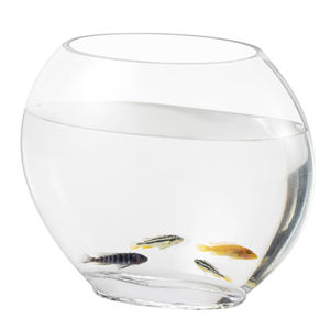 Mini Pecera de Vidrio Hygger a Precio de Mayoreo para Niños HG-975 - Product Image 6