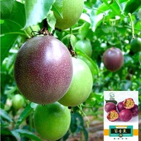 RTY Passievruchtzaden 100 zaden per zak Premium Hybride Hoge Kiembaarheid Fruitzaden Groothandel Bulk Leverancier