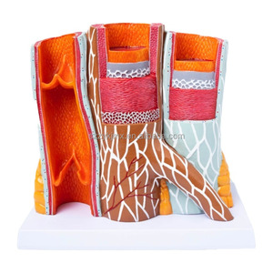 Model kapal darah anatomis tampilan PVC pendidikan 14x pembesaran struktur pembuluh darah - Product Image 1