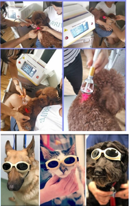 Gran Oferta, el Mejor y Más Económico Equipo de Terapia Láser Veterinaria DMCWL03 para el Alivio del Dolor en Animales y Mascotas - Product Image 6