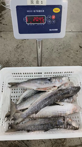 <span class=keywords><strong>ปลา</strong></span>กระบอกสีเทาแช่แข็งอาหารทะเลแช่แข็ง - Product Image 5