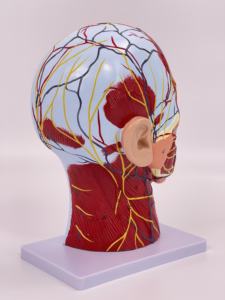 人間の頭蓋骨脳血管神経頭首表神経血管解剖モデル医学教育リソース学校トレーニング - Product Image 5