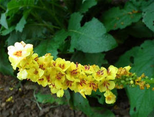 Bubuk Ekstrak <span class=keywords><strong>Mullein</strong></span> Verbascum Thapsus 10:1 20:1 Larut dalam Air untuk Suplemen Makanan - Product Image 3