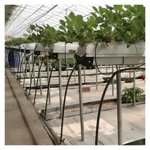 Soilless culture and substrate system planting PVC gutter for strawberry