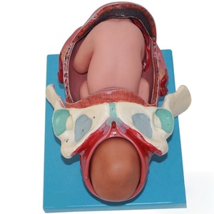 Modèle de processus d'accouchement fœtal à terme-Montre le 1er, le 2e et le 3e stade du travail pour la formation des sages-femmes - Product Image 2