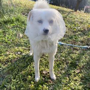 Capuche en maille respirante anti-morsure pour chat et chien, pour éviter de lécher les plaies en <span class=keywords><strong>erreur</strong></span> - Product Image 6