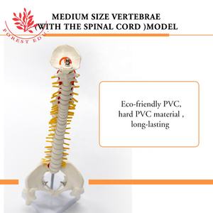 Modelo <span class=keywords><strong>de</strong></span> <span class=keywords><strong>esqueleto</strong></span> humano FRT017 Columna vertebral 45cm Modelos <span class=keywords><strong>de</strong></span> columna vertebral con <span class=keywords><strong>cartílago</strong></span> <span class=keywords><strong>de</strong></span> raíz nerviosa Modelo anatómico <span class=keywords><strong>de</strong></span> columna vertebral blanca - Product Image 4