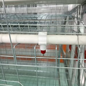 Jaulas de <span class=keywords><strong>gallinas</strong></span> ponedoras galvanizadas para granjas avícolas <span class=keywords><strong>en</strong></span> Kenia, Sudáfrica y Zambia - Product Image 3