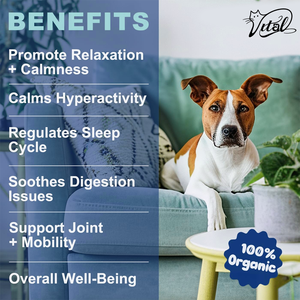 Köpekler İçin Organik Zencefil Bağışıklık Destekleyici Granüller - 240 Adet Eklem Sağlığı ve Vitaminler ve Mineraller Takviyeleri Tüm Irklar İçin Güvenli - Product Image 2