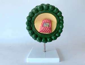 <span class=keywords><strong>HIV</strong></span> 해부학적 모델의 의학 과학 구조 모델 - Product Image 3