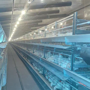 Gabbia a strati tipo H per polli, sistema automatico di alimentazione, gabbia a batteria zincata durevole - Product Image 5