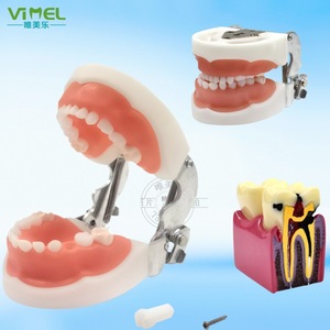 Modelo Dental Wemeile de 24 Dientes, Boca Completa Extraíble, Sección Transversal Ampliada, Dientes Patológicos para Educación - Product Image 1