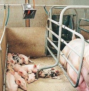 省エネ動物・家禽飼育機器 ガス育雛器 鶏舎用ヒーター THD2606 - Product Image 6